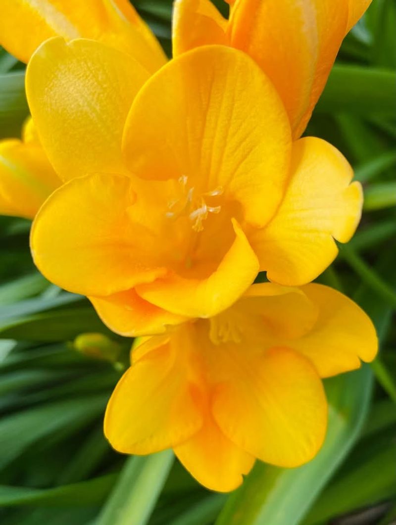 Freesias