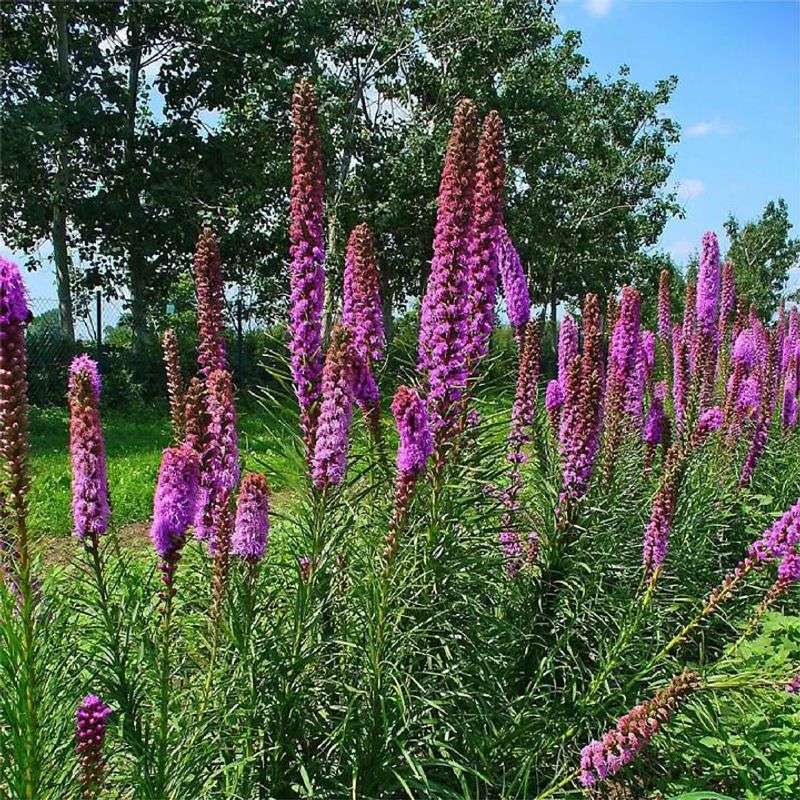 Blazing Star (Liatris species)