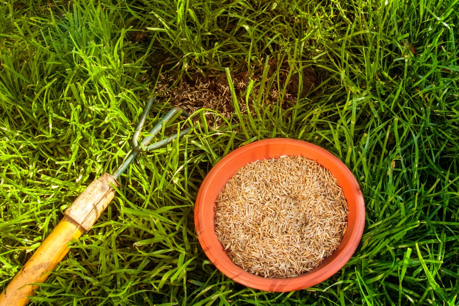 Is November Too Late To Grow New Grass From Seed In California