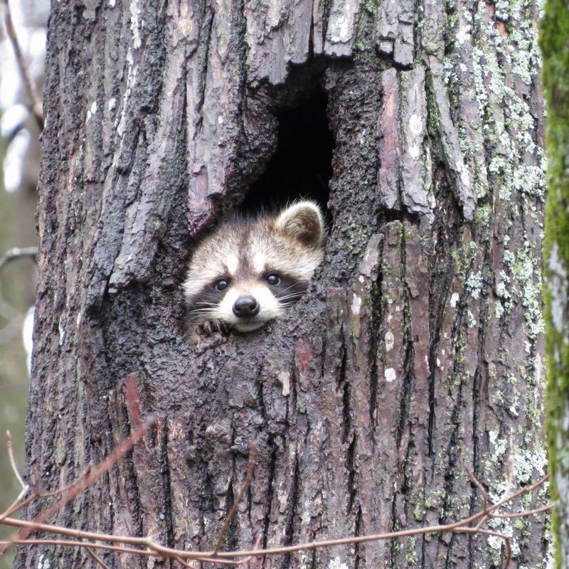 Rabies Is A Serious Concern