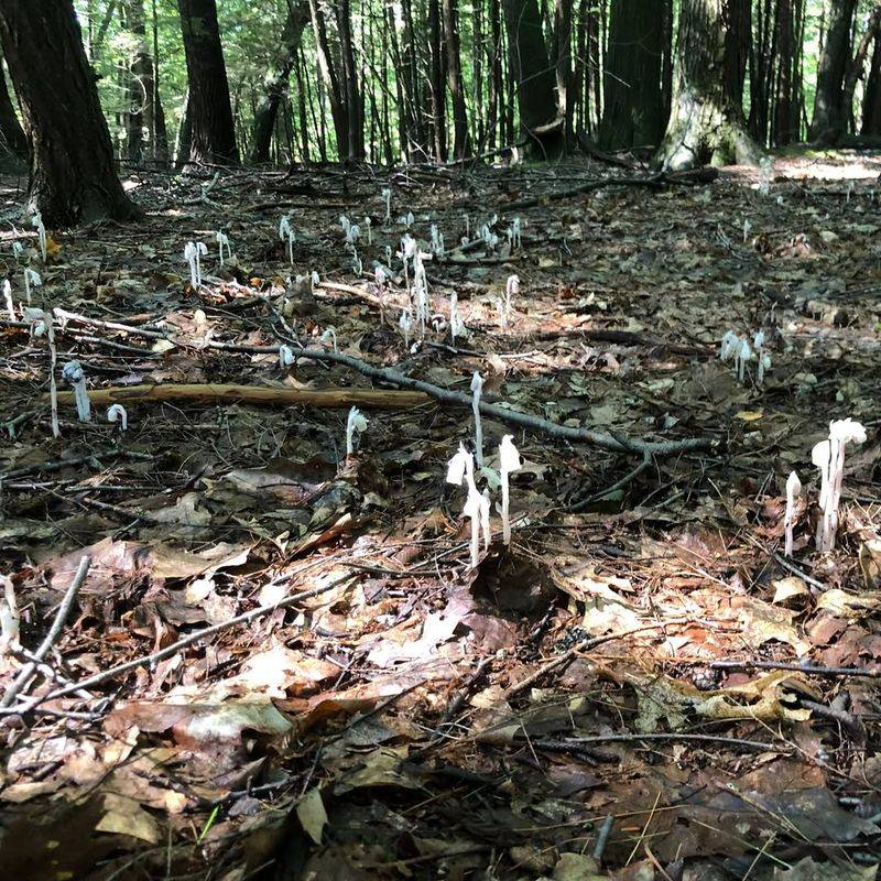 Michigan's Forests Provide The Perfect Habitat