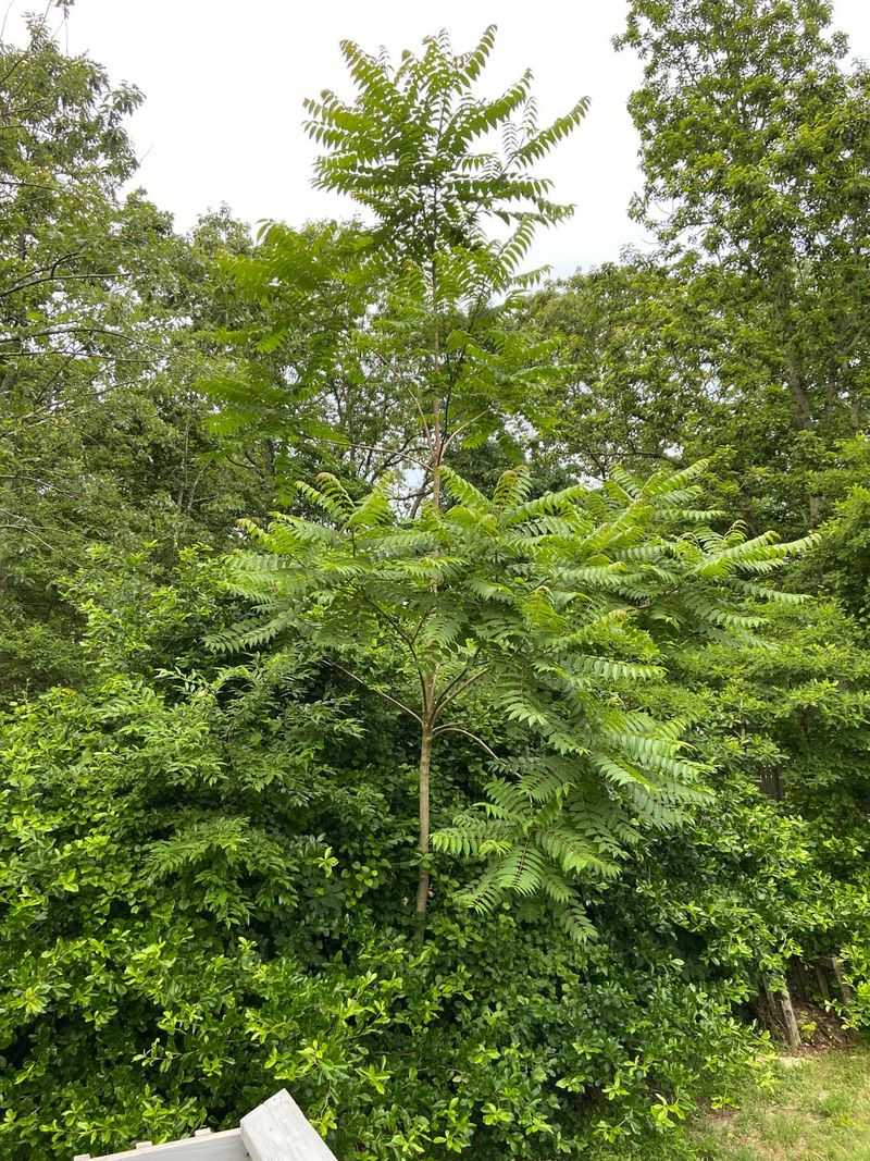Tree of Heaven Spreads Aggressively Across Virginia