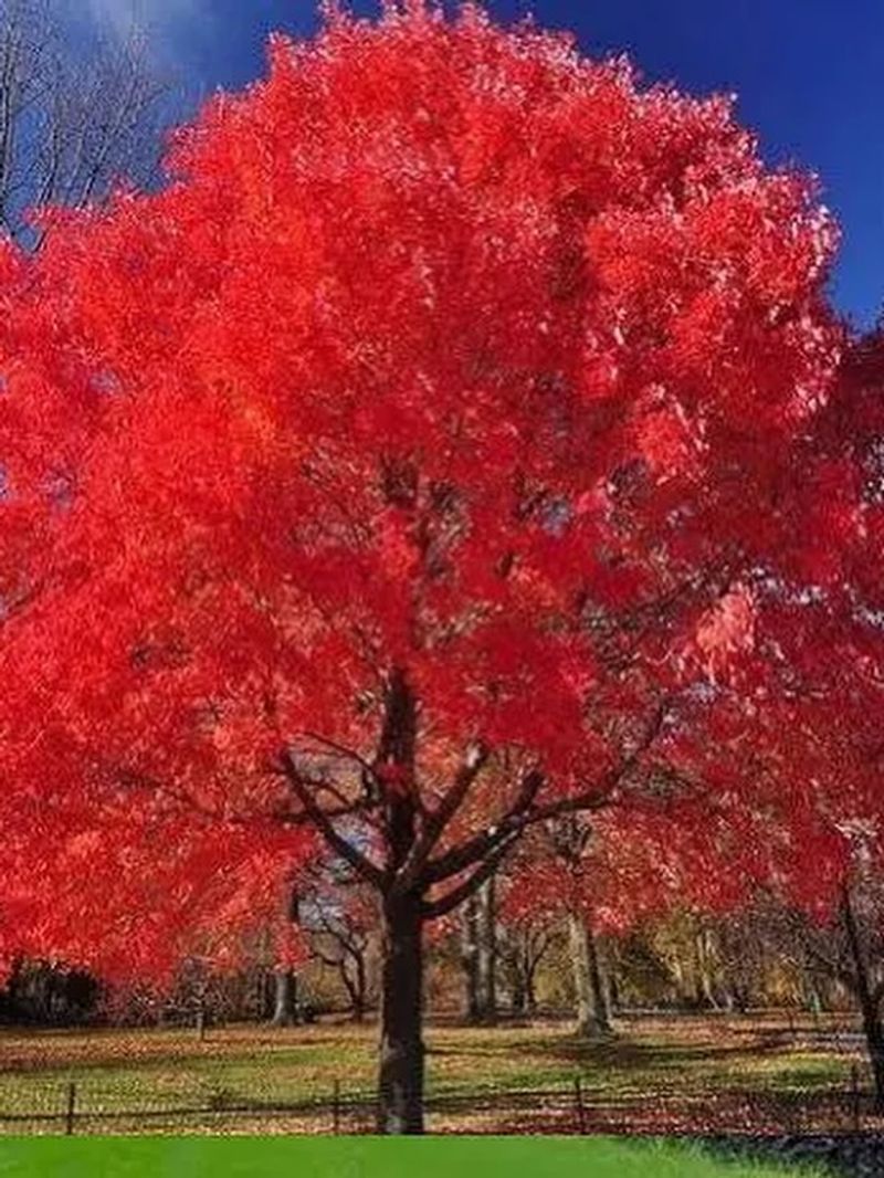 Better Tree Options Exist for Virginia Landscapes