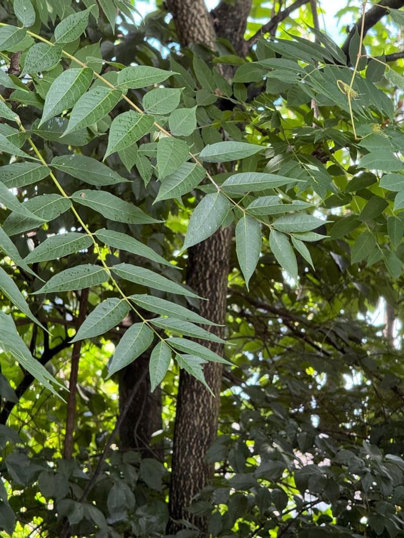 Native Wildlife Gets Zero Benefits From This Invasive Species