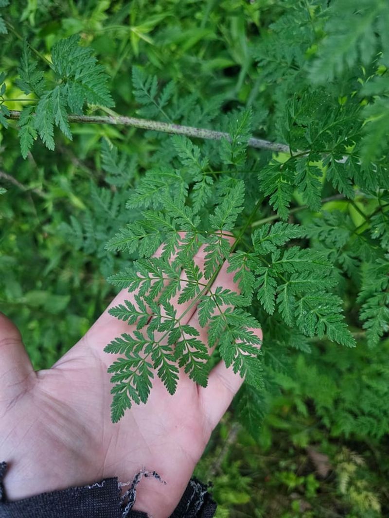 Children And Pets Face Extreme Danger