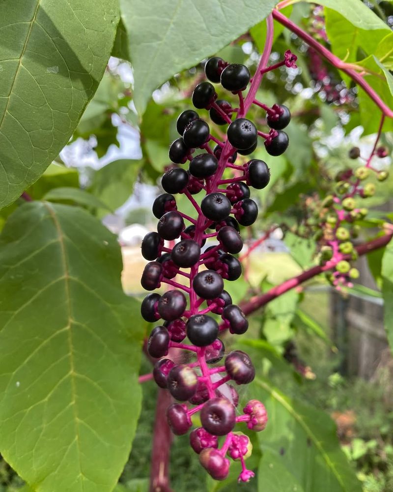 The Berries Look Suspicious