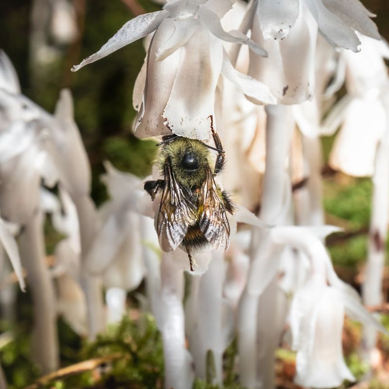Bees And Other Insects Are Attracted To Ghost Pipe