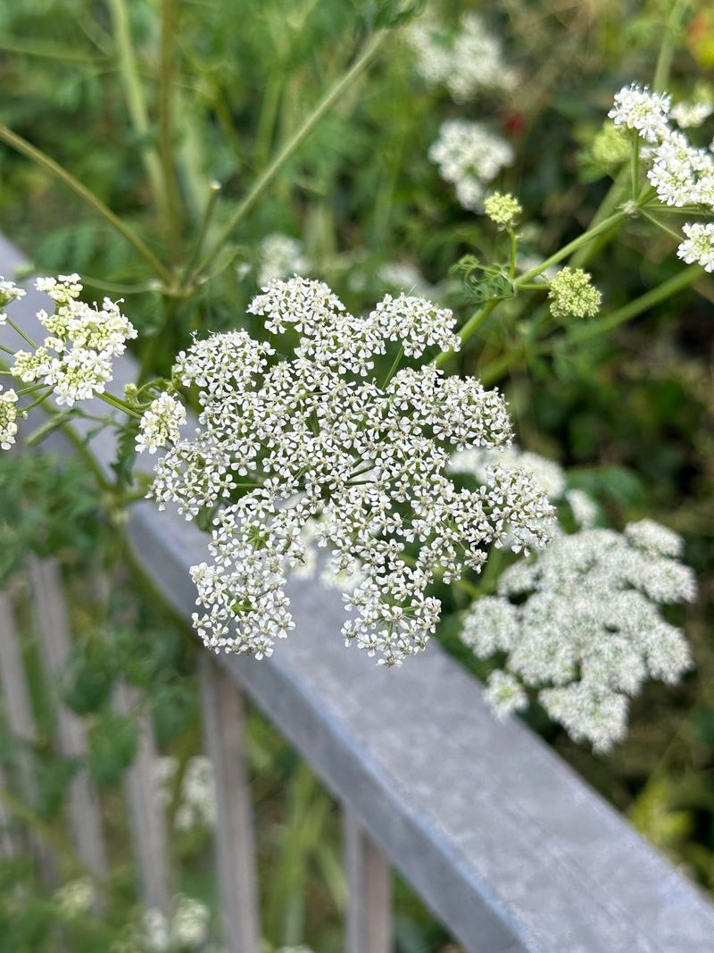 Symptoms Appear Quickly And Progress Rapidly