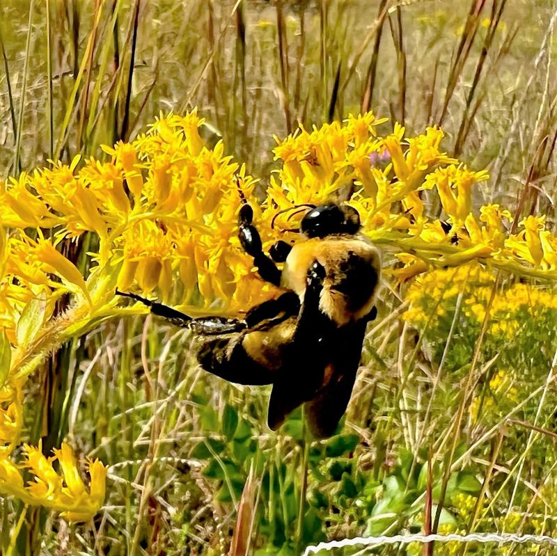 Virginia Is Home To Multiple Goldenrod Species