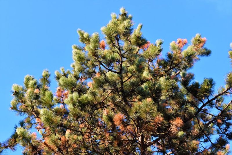 Monterey Pine