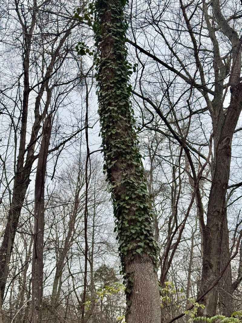 Ivy Spreads Rapidly Expanding Tick Territory