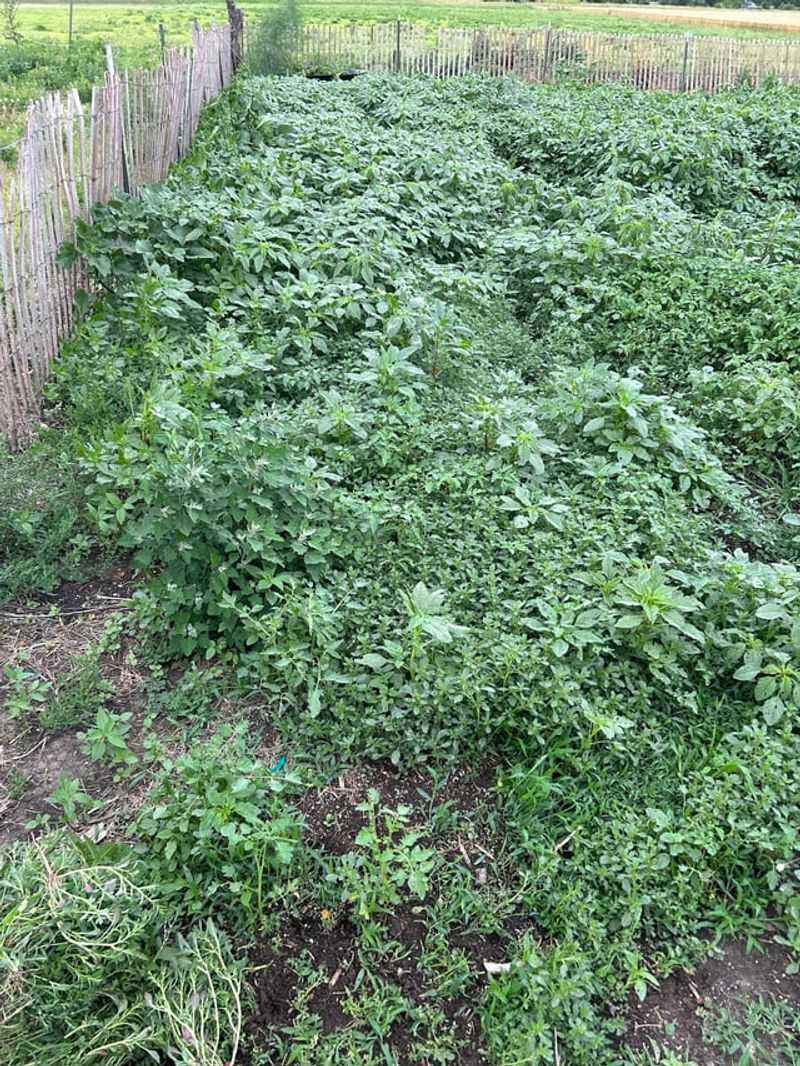 Mystery Plants Pop Up Everywhere