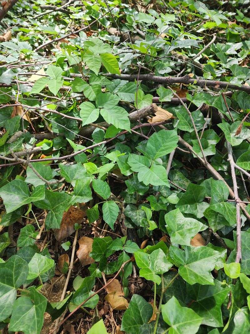Low-Hanging Ivy Brushes Against Pets at Perfect Height