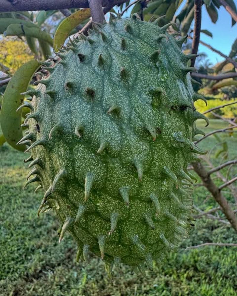 Soursop