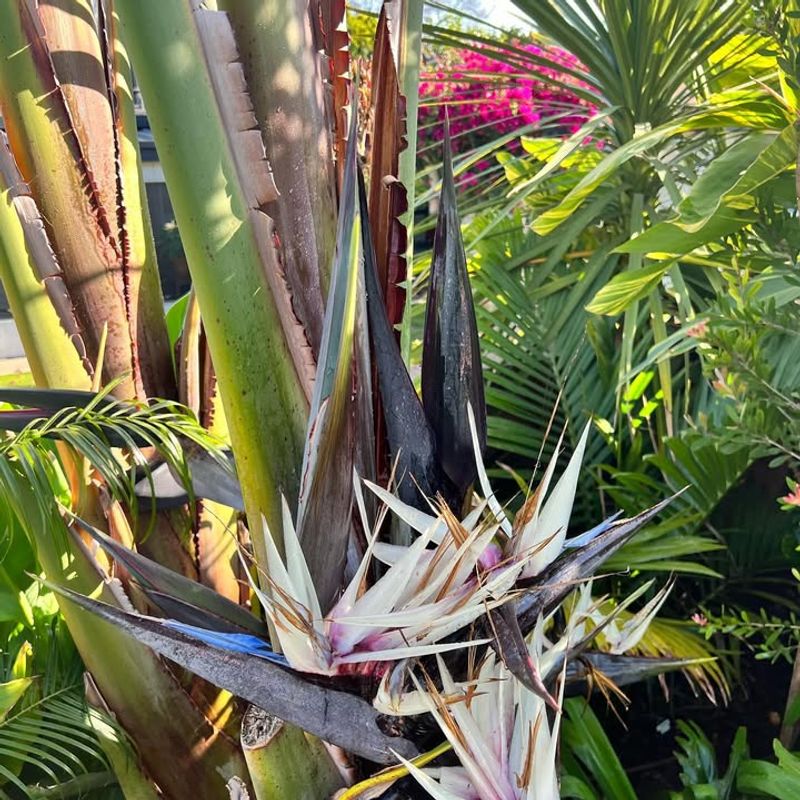 Bird of Paradise