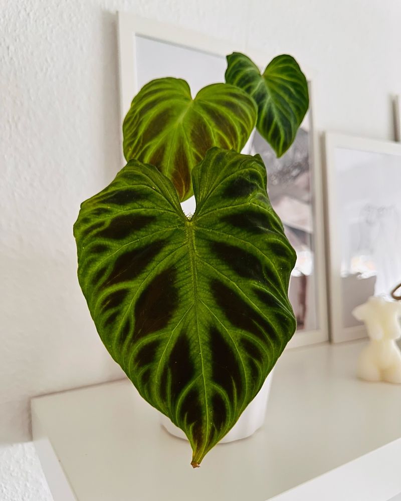 Philodendron