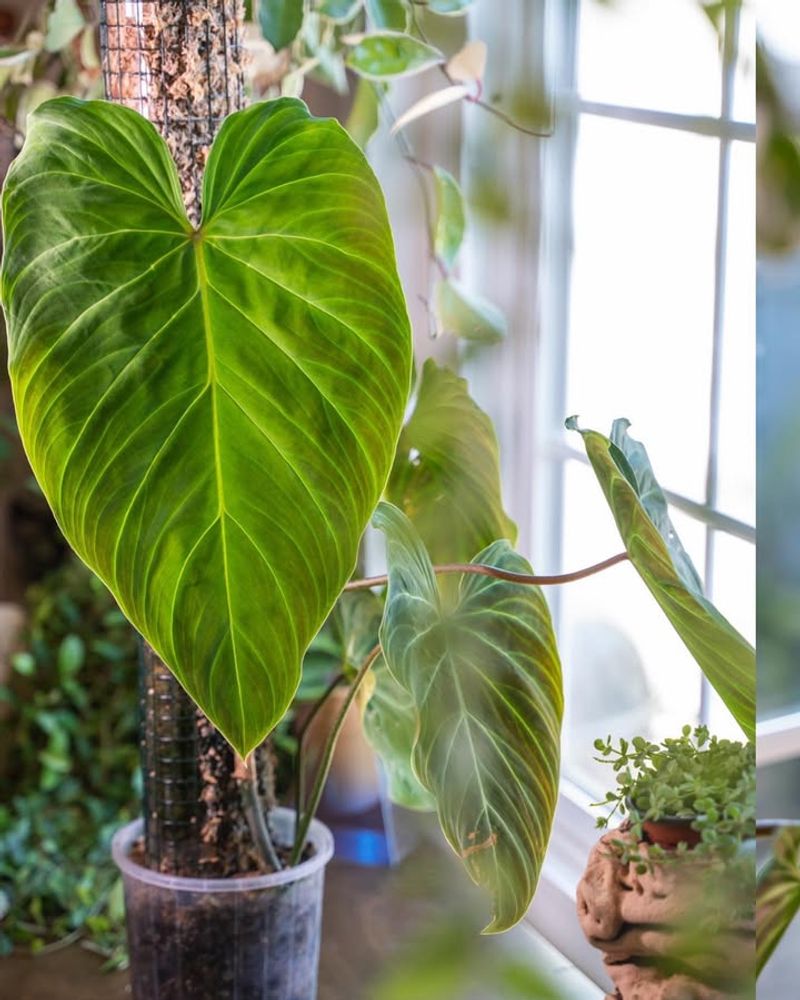 Philodendron