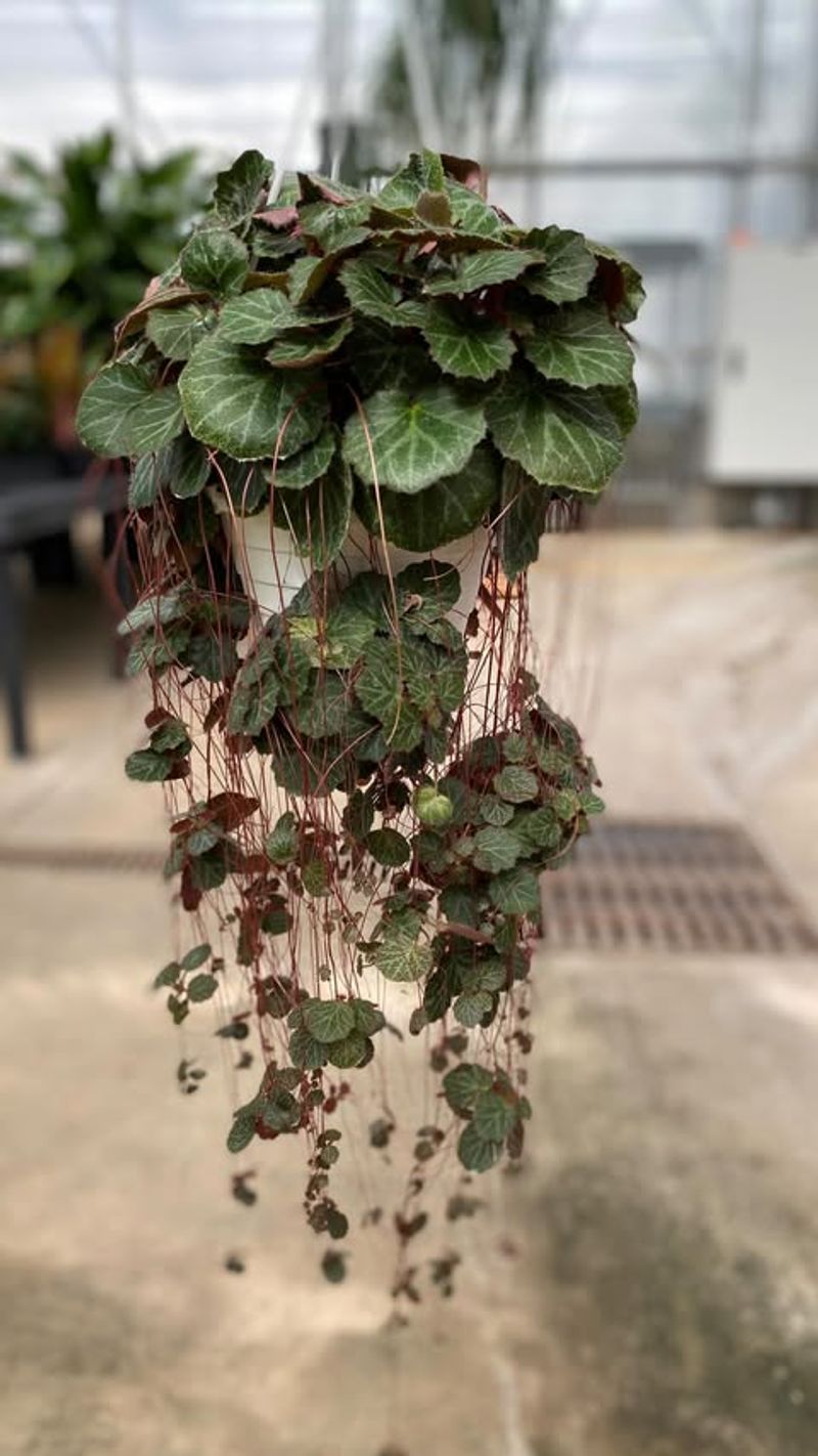 Begonia