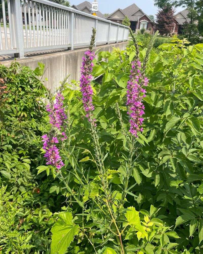 Purple Loosestrife