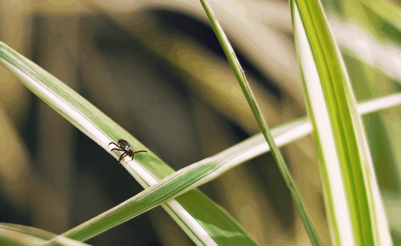 Lyme Disease Risk Skyrockets Near Barberry