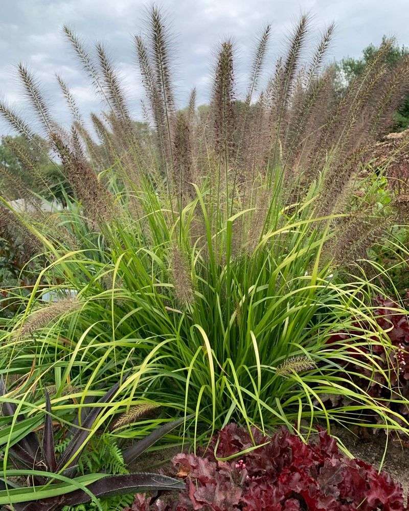Fountain Grass (Pennisetum alopecuroides)