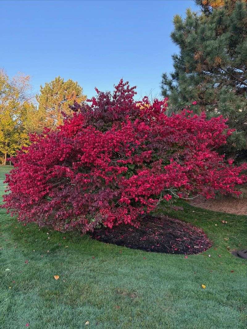 Burning Bush