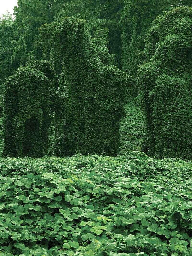 Kudzu Vine