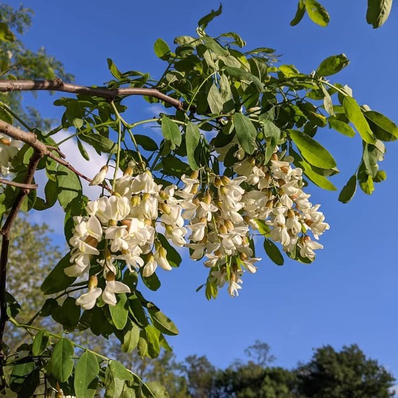 Black Locust