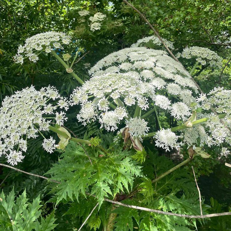 Giant Hogweed