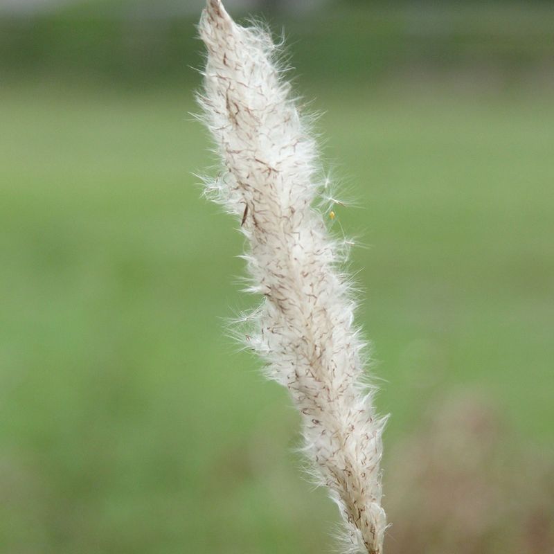 Cogongrass (Imperata cylindrica)