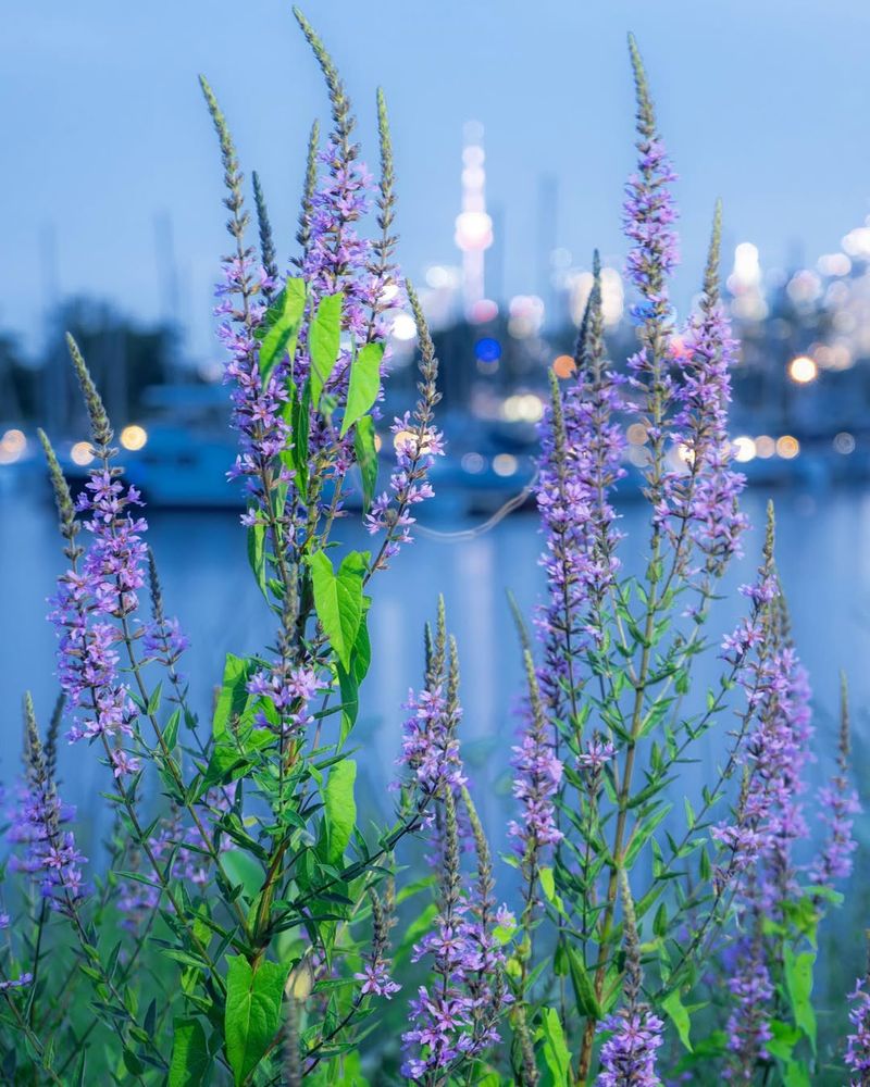 Purple Loosestrife