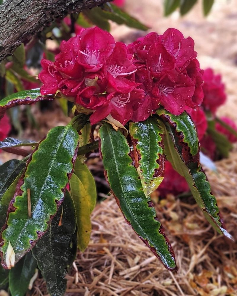 Rhododendron