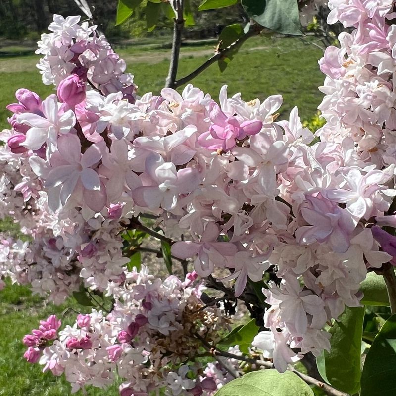 Spring-Flowering Shrubs