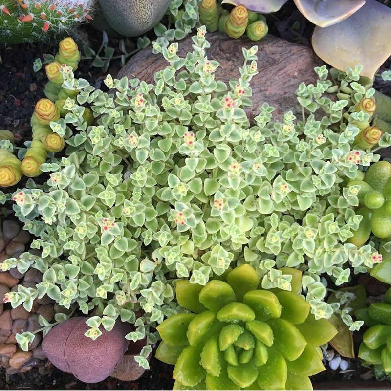Sedum