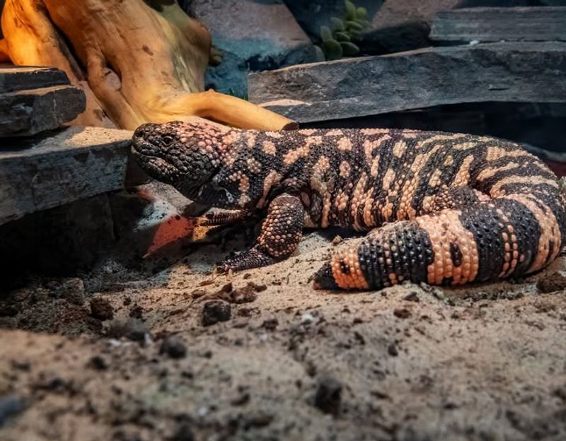 Gila Monster