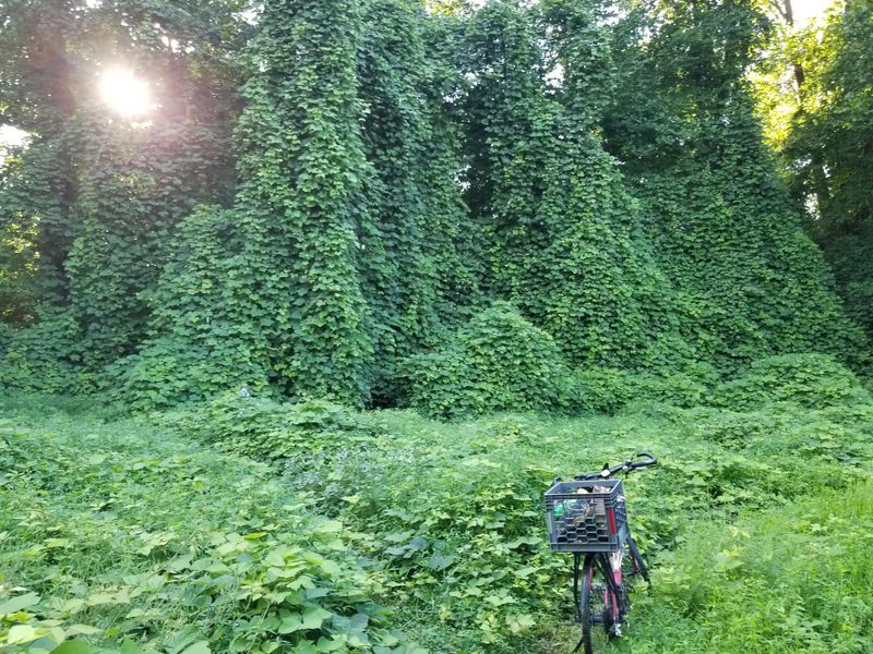 Kudzu Vine