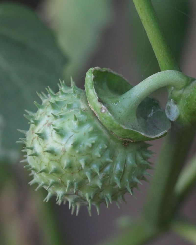 Thorn Apple (Datura stramonium)