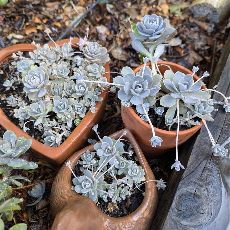 Orostachys iwarenge (Chinese Dunce Cap)