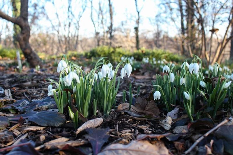 Snowdrop Bulbs