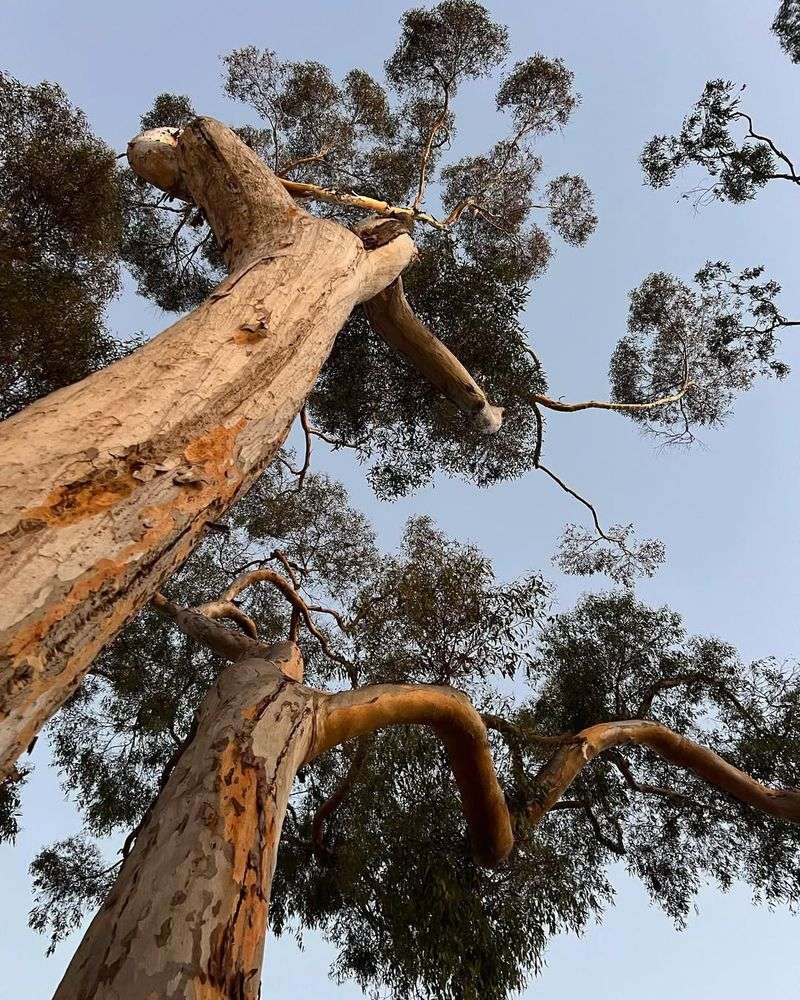 Eucalyptus Trees