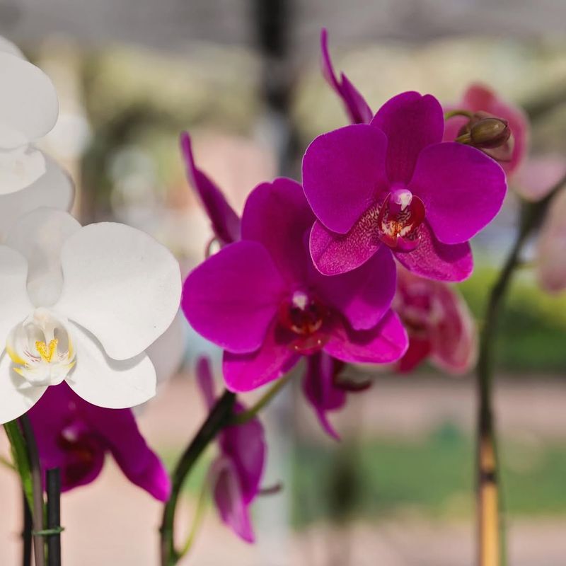 Orchids