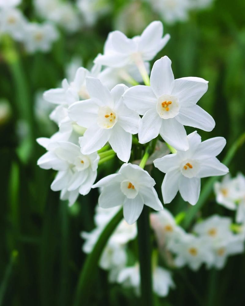 Paperwhite Narcissus