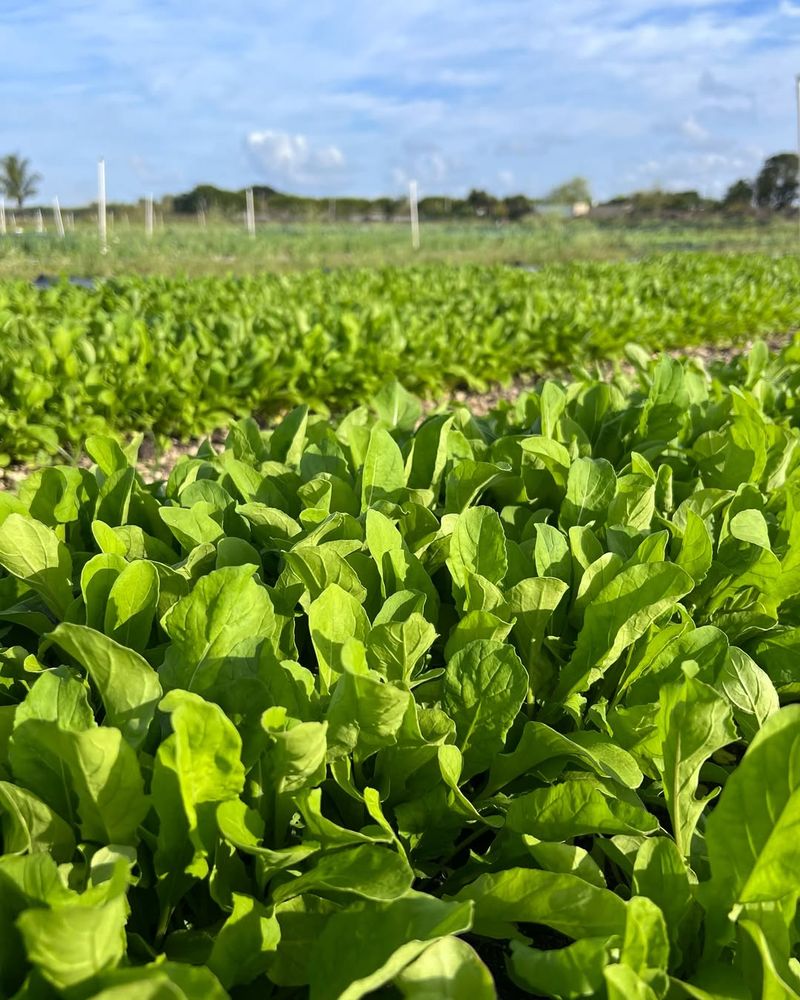 Arugula