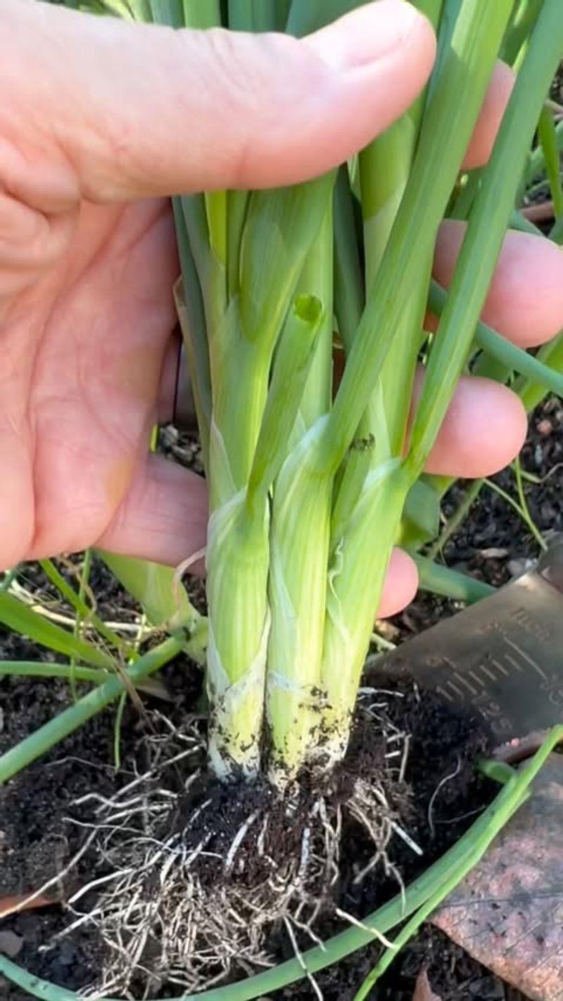 Green Onions