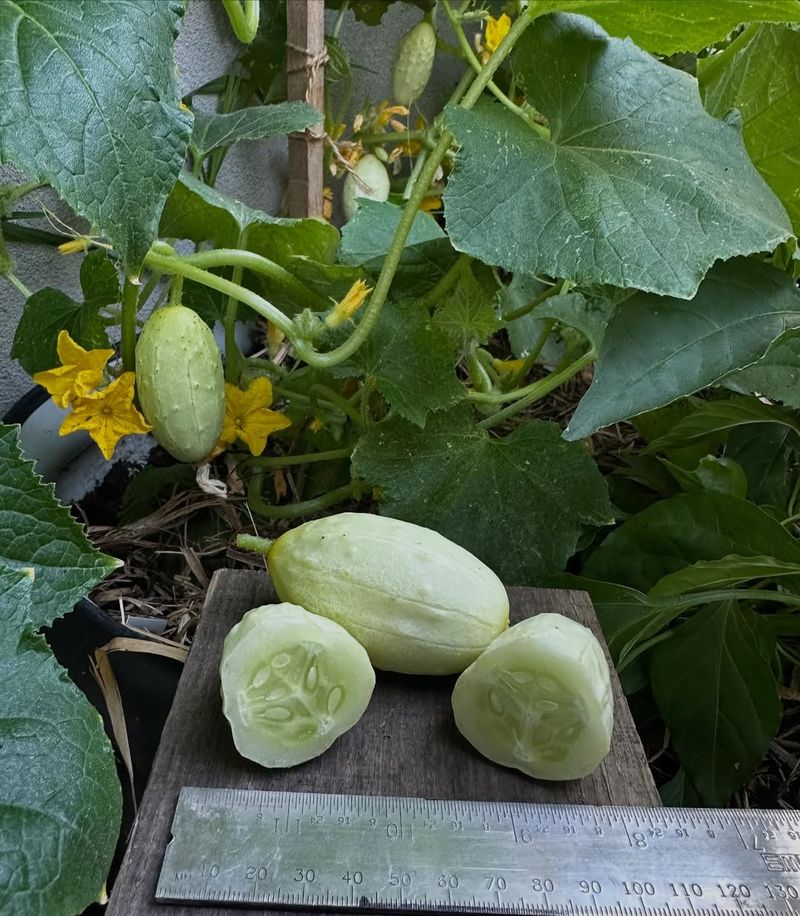 Cucumbers