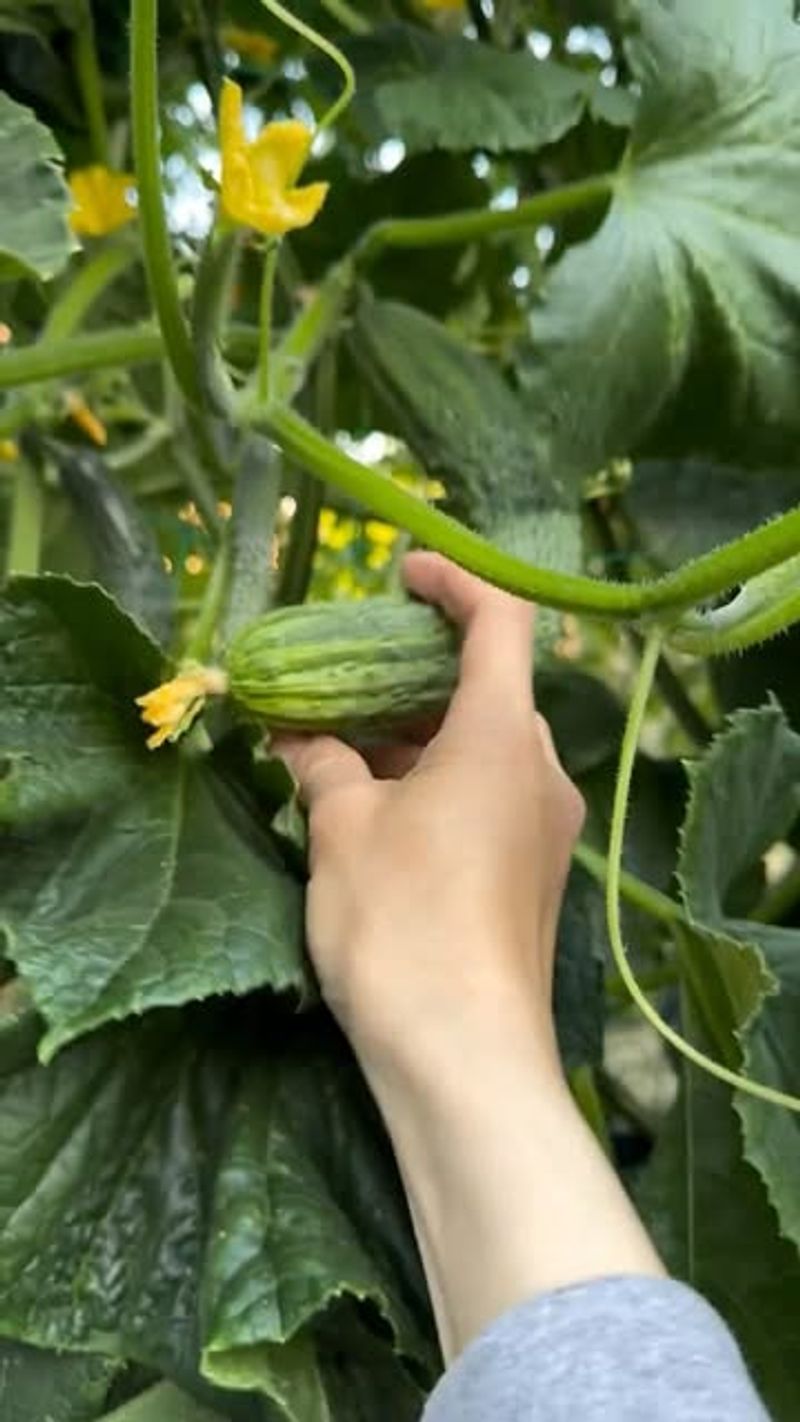 Cucumbers