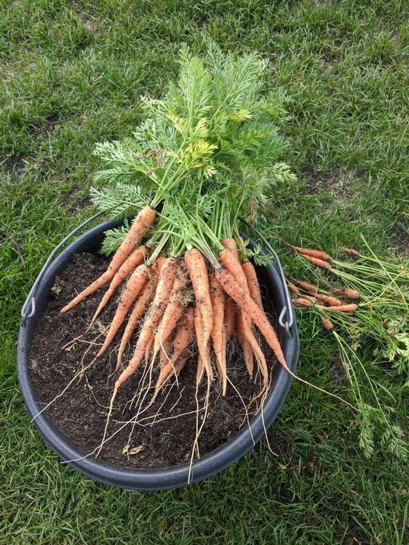 Carrots