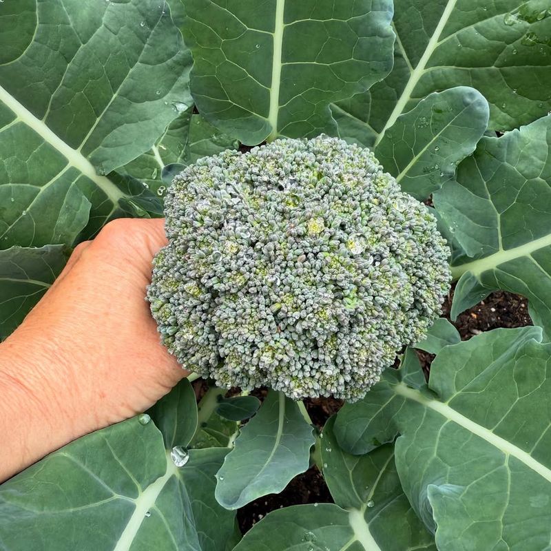 Broccoli Heads Split Open Unexpectedly