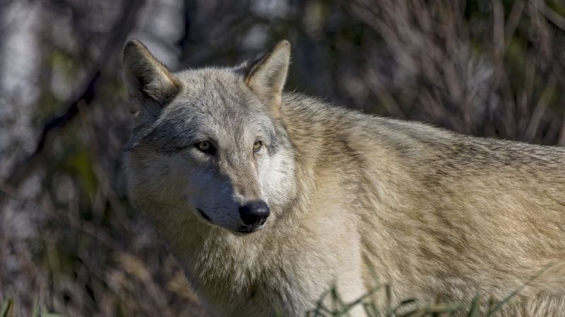 Report Repeated Sightings To Wildlife Officials