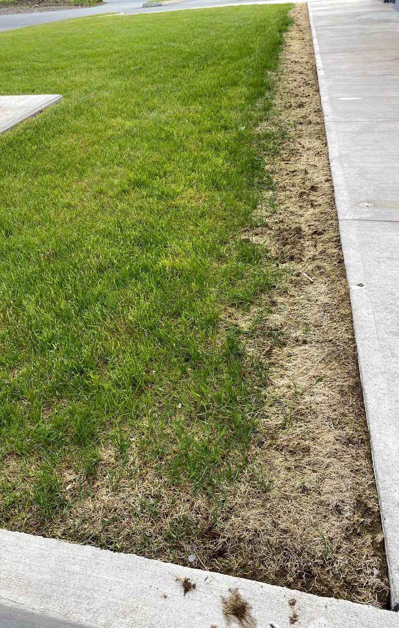 Apply Salt Near Garden Beds And Plant Roots